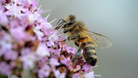 Bienen ernähren sich von Blüten.