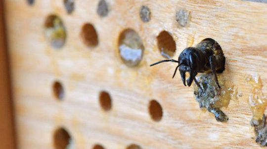 Wildbiene schlüpft aus einem Insektenhotel