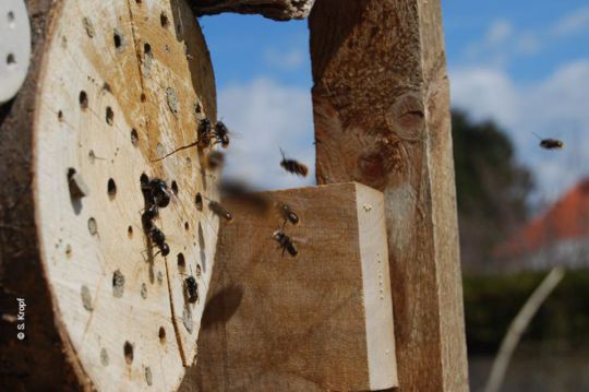 Bauanleitung Insektenhotel