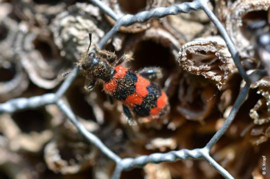 Bauanleitung Insektenhotel