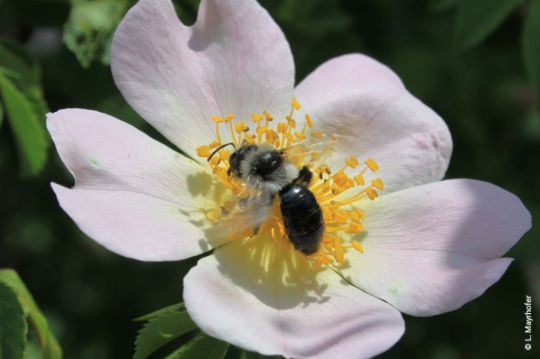 Bauanleitung Insektenhotel