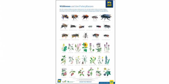 Wildbienen-Plakat