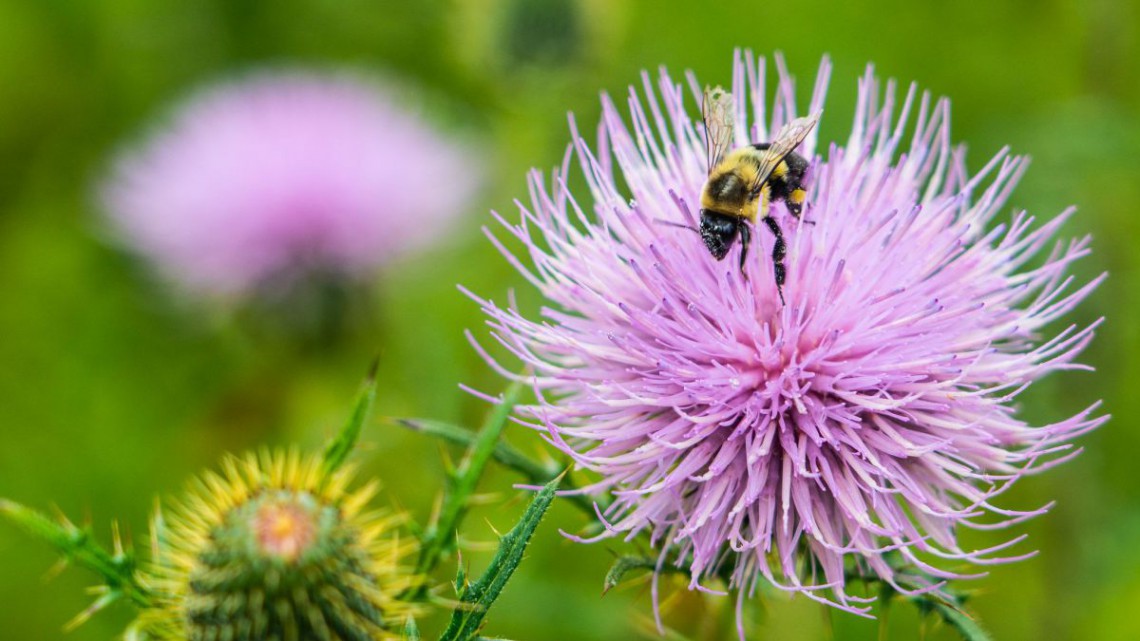 Wildbiene auf Blume