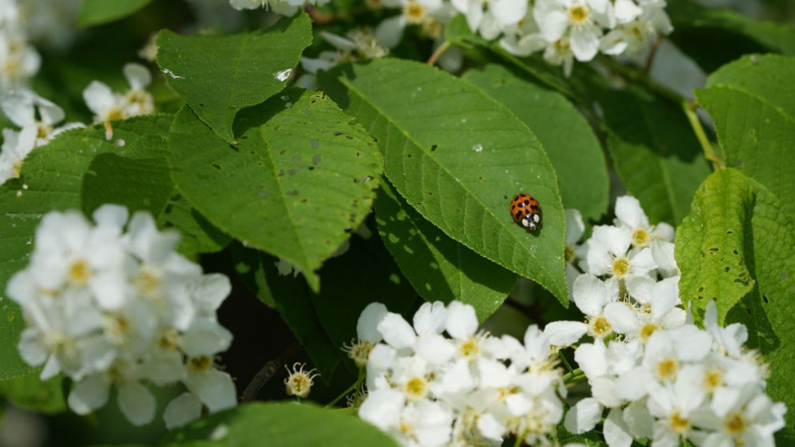 Trauben-Kirsche - Prunus padus