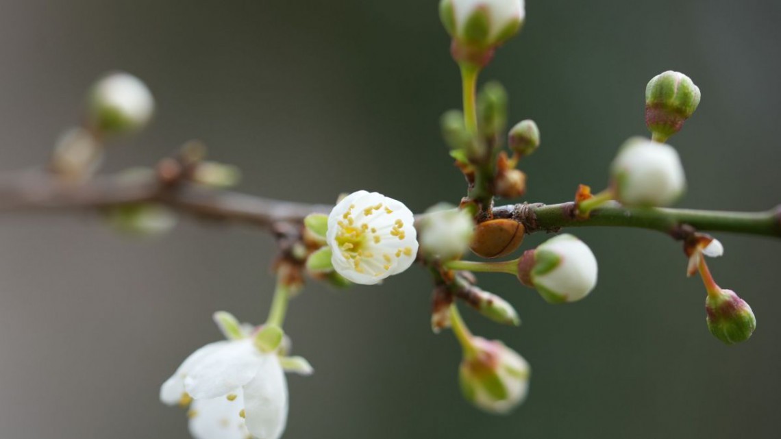 Holz-Apfel - Malus sylvestris