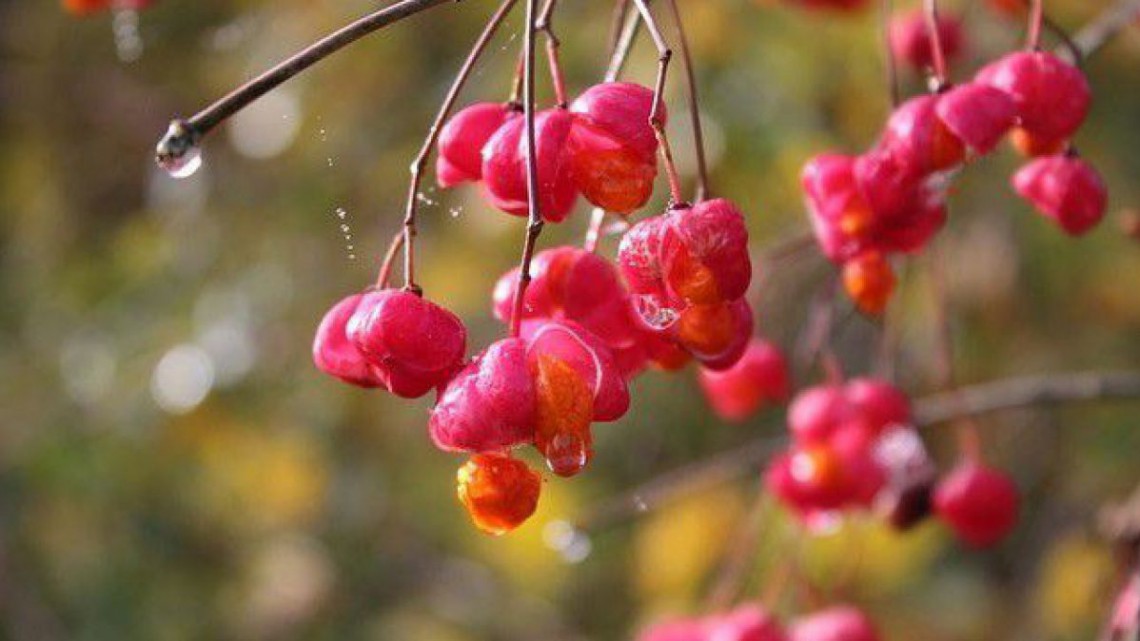 Gewöhnlicher Spindelstrauch - Euonymus europaea