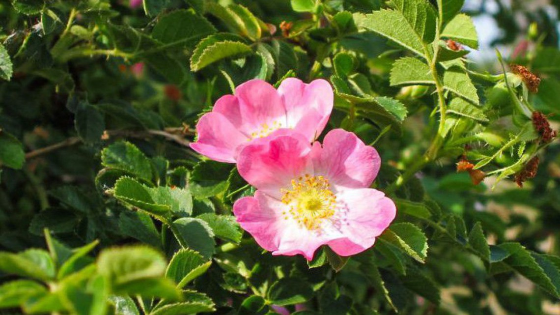 Wein-Rose - Rosa rubiginosa