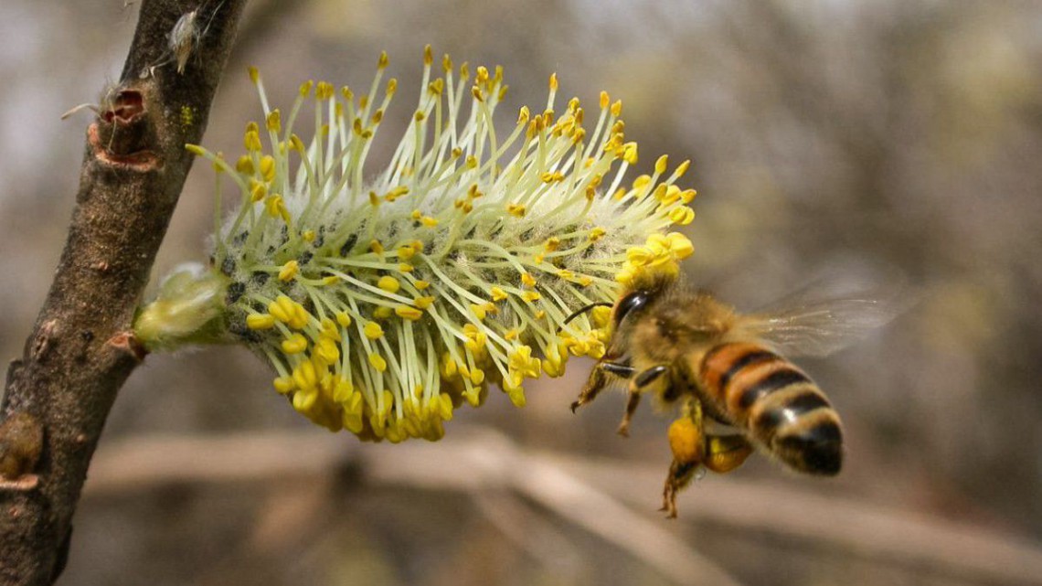 Sal-Weide - Salix caprea