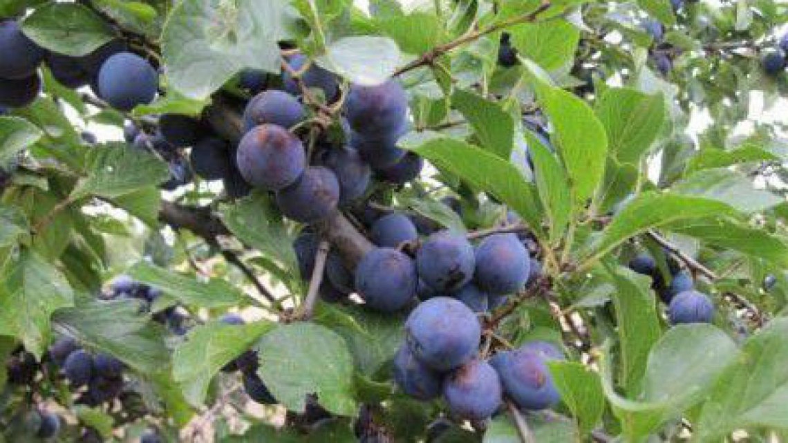 Kriecherl - Prunus domestica