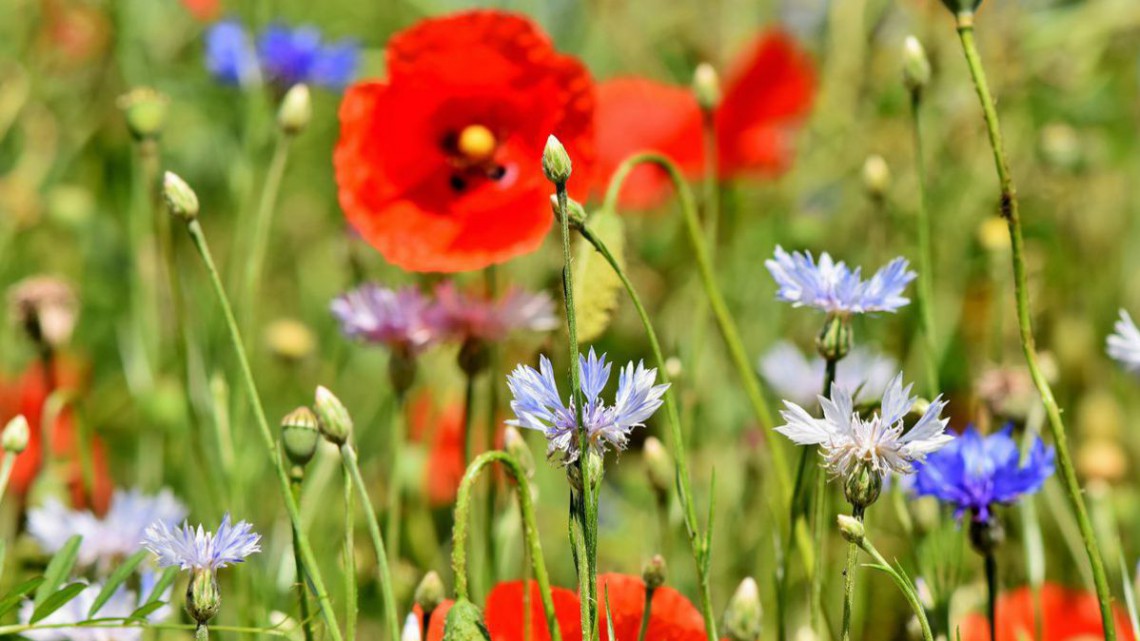 Mohn und Kornblumen