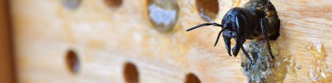 Wildbiene schlüpft aus einem Insektenhotel