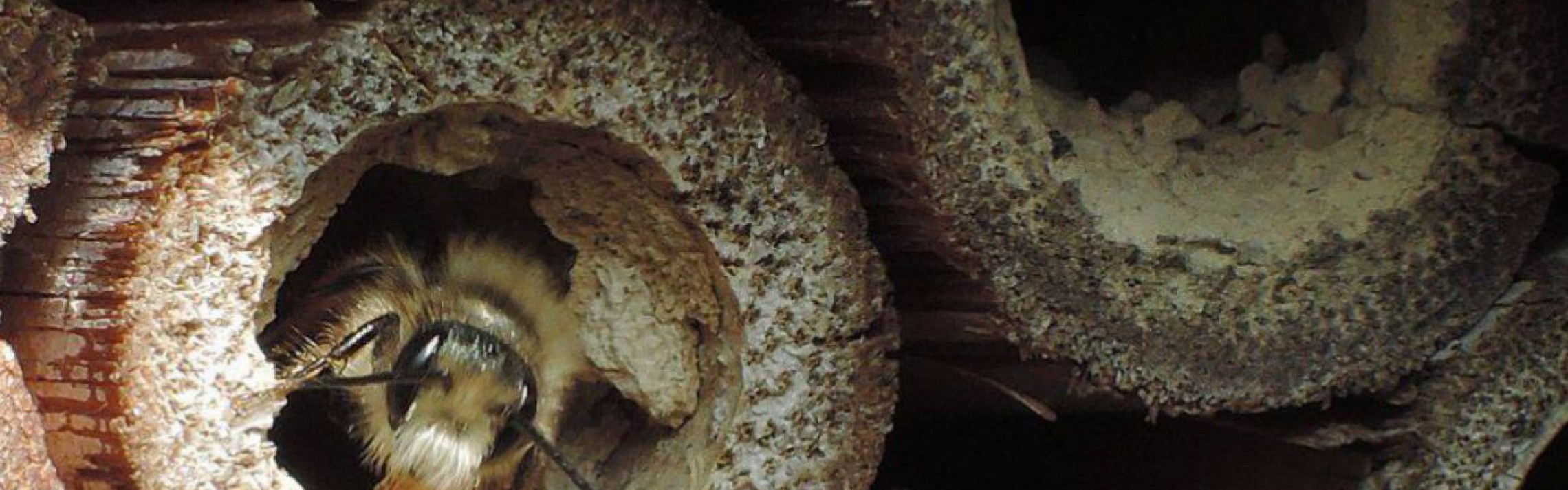 Mauerbiene im Insektenhotel