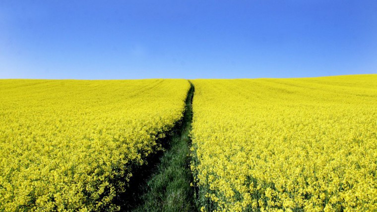 Der Winterraps stellt für die Bienen eine wichtige Nahrungsquelle dar. 