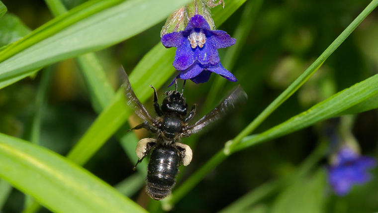 Foto des Weibchens der Ochsenzungen-Sandbiene (Andrena Nasuta).