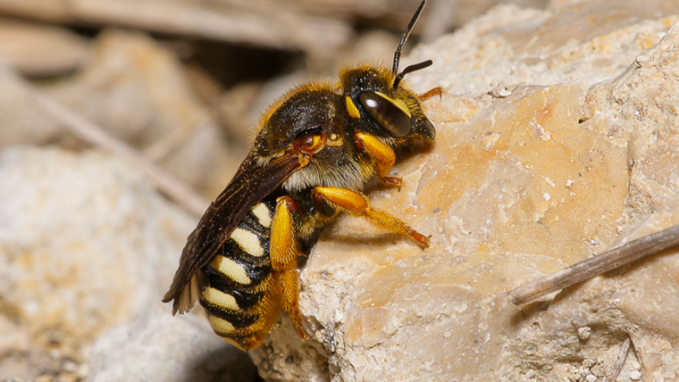 Foto des Weibchens der Schneckenhaus-Wollbiene (Rhodanthidium septemdentatum).