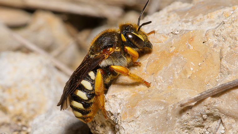 Foto des Weibchens der Schneckenhaus-Wollbiene (Anthidium Septemdentatum).