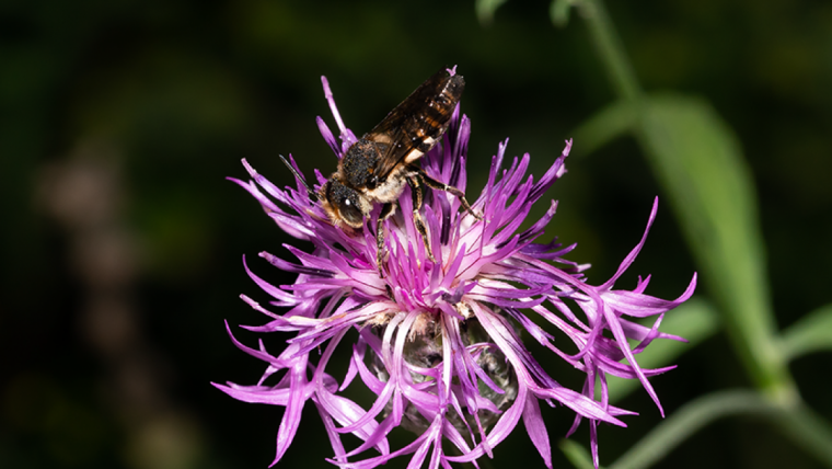 Männchen der Sandrasen-Kegelbiene (Coelioxs conoidae).