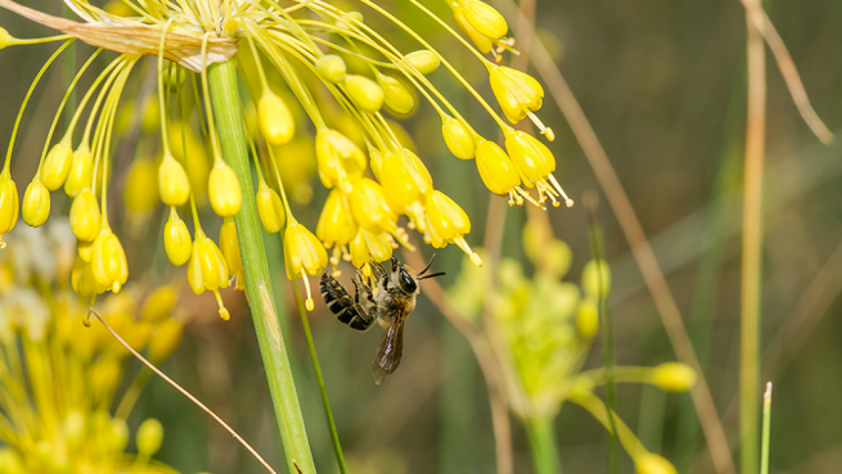 Foto des Männchens der Lauch-Seidenbiene (Colletes graeffei).