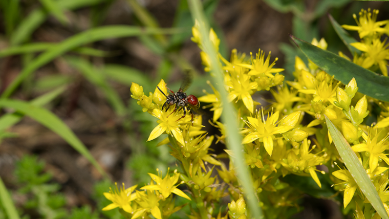 Foto des Weibchens der Gefleckten-Kurzhornbiene (Pasites maculatus).