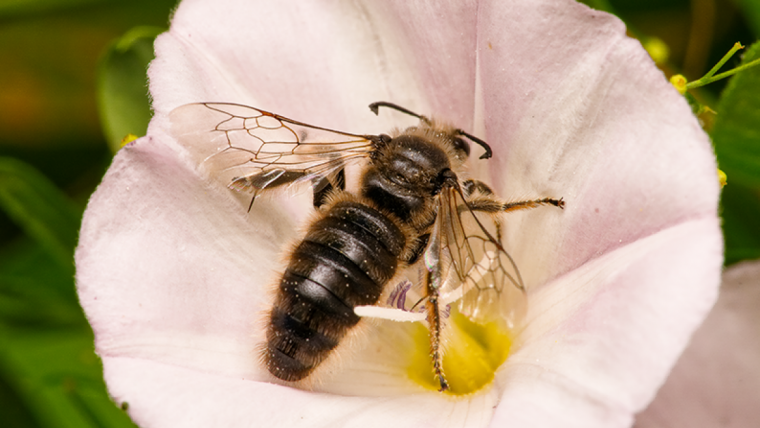 Männchen der Großen Spiralhornbiene (Systropha planidens).