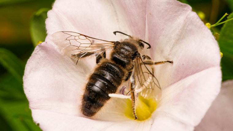 Foto des Männchens der Großen Spiralhornbiene (Systropha planidens).