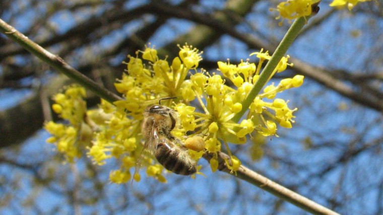 Blühender Dirndlstrauch mit Biene