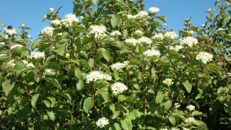 Roter Hartlriegel (Cornus sanguinea) in Blüte