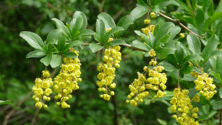 Berberitze in Blüte