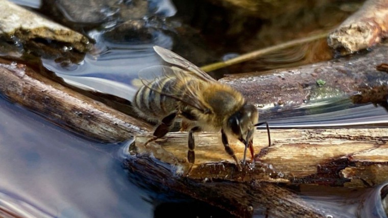 Biene am Wasser