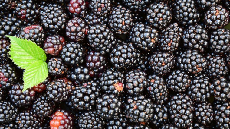 Brombeeren