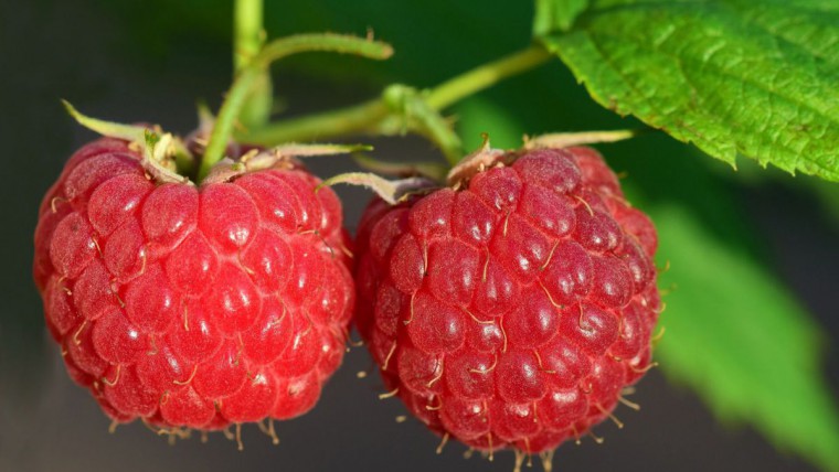 Himbeeren am Strauch