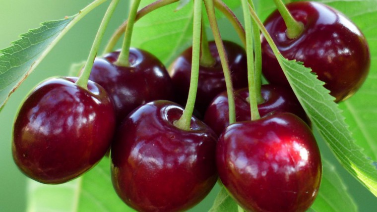 rote Kirschen in Großaufnahme am Baum
