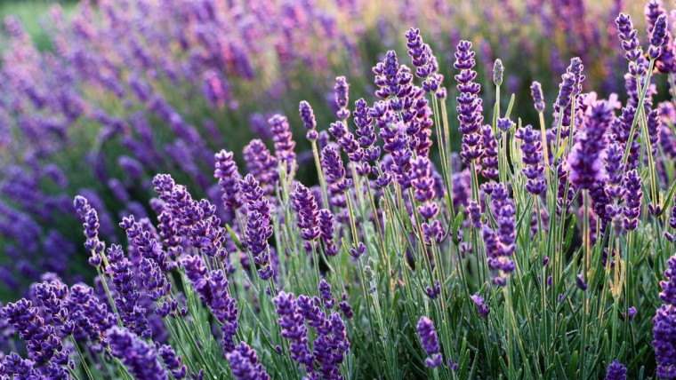 Lavendel blühend am Feld