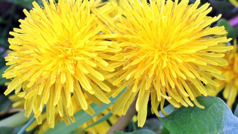 Löwenzahnblüten