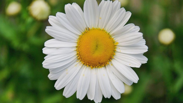 eine Margeritenblüte