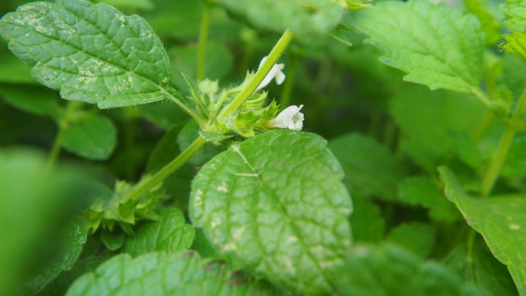 Blätter und Blüten der Zitronenmelisse