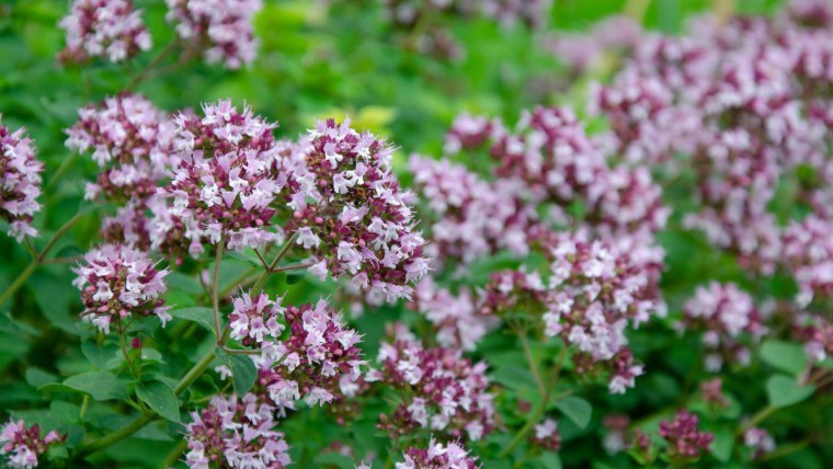 Blühender Oregano