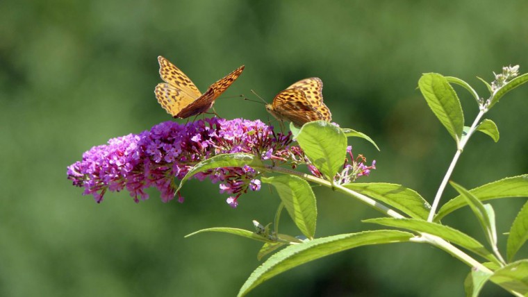 Sommerflieder mit Schmetterlingen