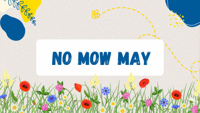 no_mow_may_beitragweb