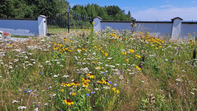 Nieder&ouml;sterreichs sch&ouml;nste Blumenwiese 2024