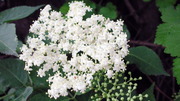 Schwarzer Holunder - Sambucus nigra