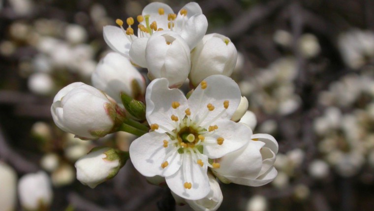 Schlehdorn - Prunus spinosa
