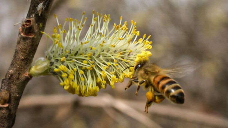 Sal-Weide - Salix caprea
