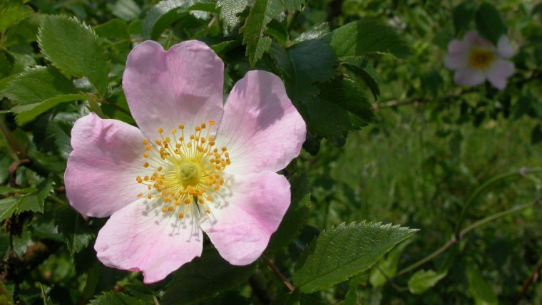 Hunds-Rose - Rosa canina (Hetscherl)