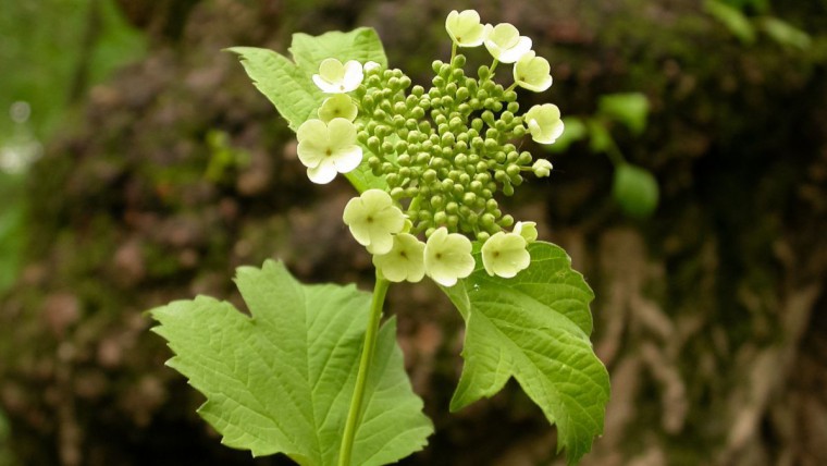 Gewöhnlicher Schneeball - Viburnum opulus