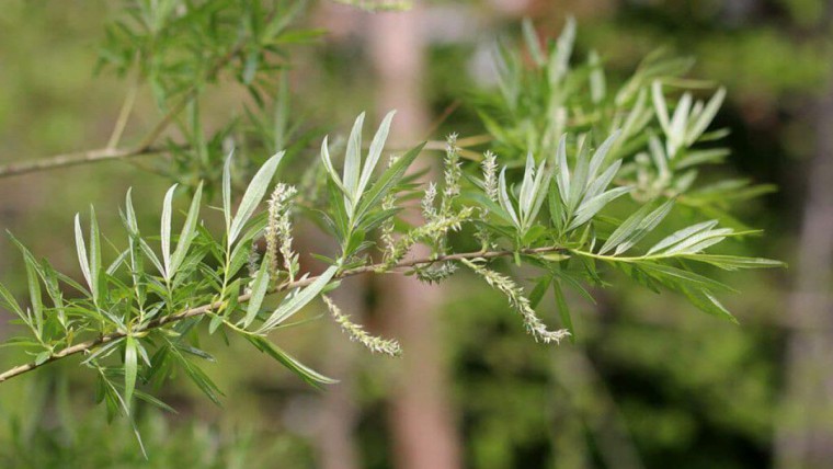 Korbweide - Salix viminalis