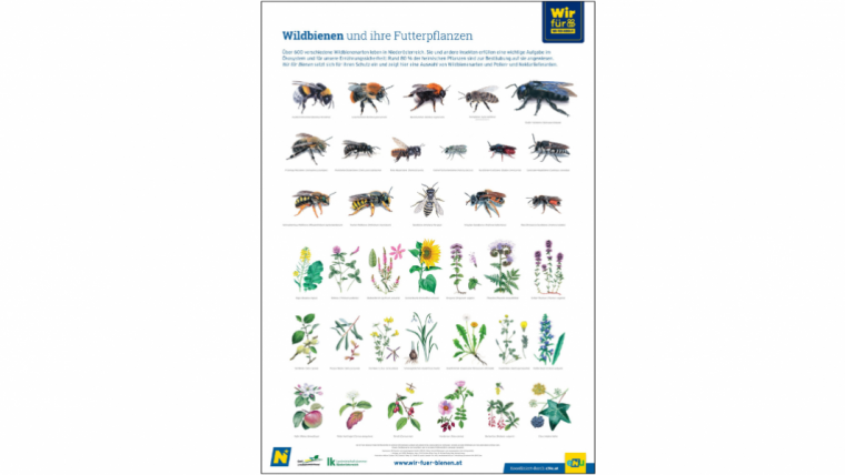 Wildbienen-Plakat