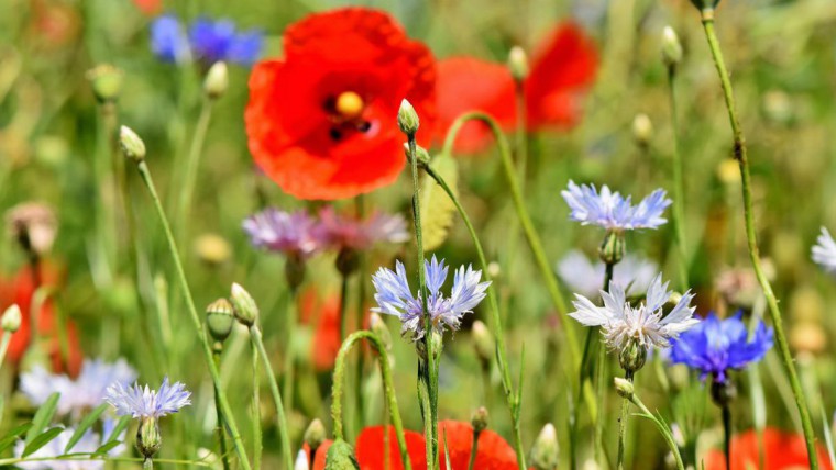 Mohn und Kornblumen