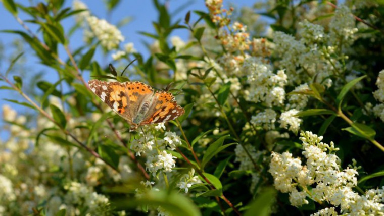 Liguster mit Schmettelring