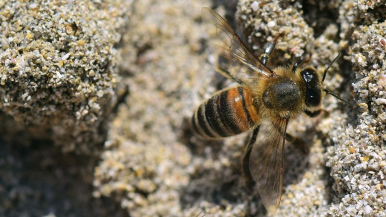 Bienen auf Sand